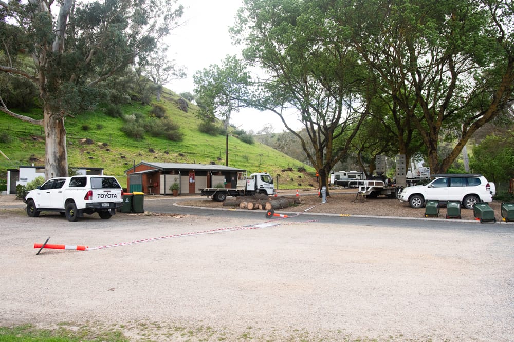 Williamstown Caravan Park pine tree removal post image