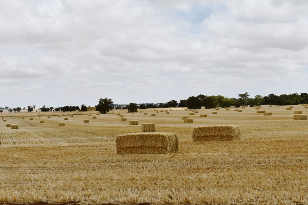 El Niño blamed for seasonal profit forecast post image