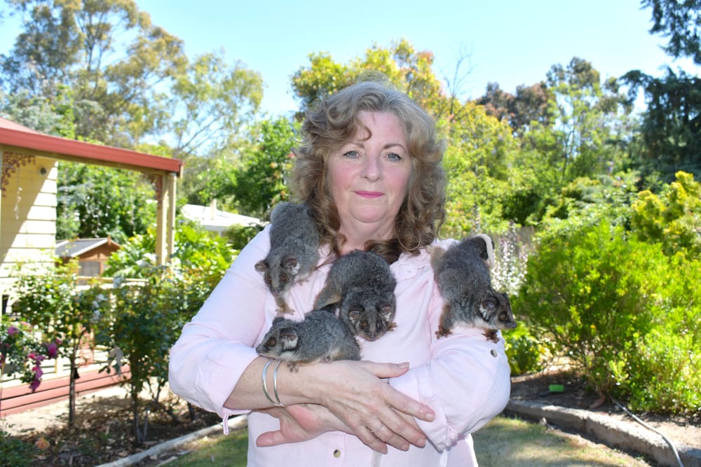 A big possum problem post image