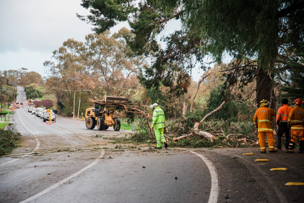 Windy weather lashes the Barossa post image