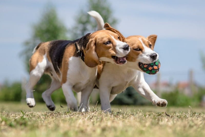 Dog Park Dilemma post image