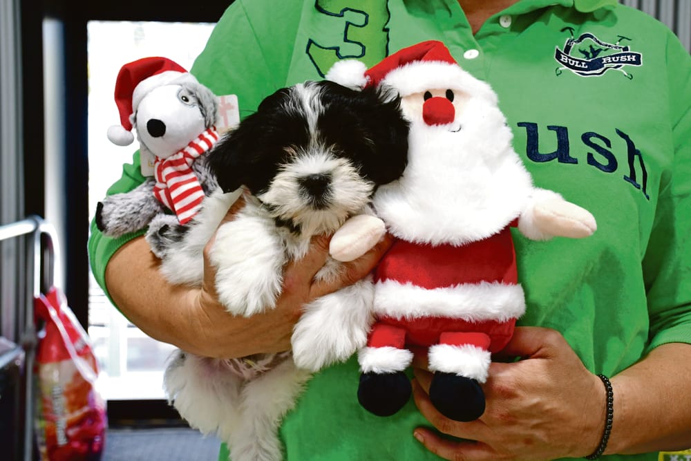 All wrapped up and ready for Christmas post image