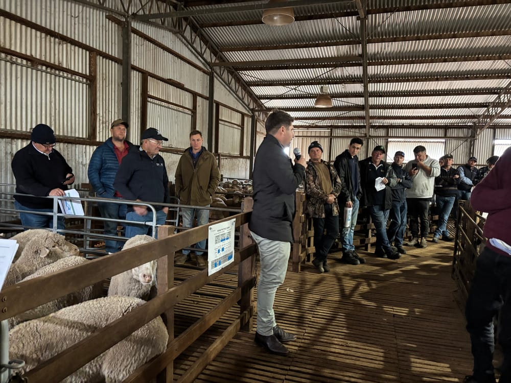 Turretfield Field Day for SA Merino Sire Evaluation Trial post image