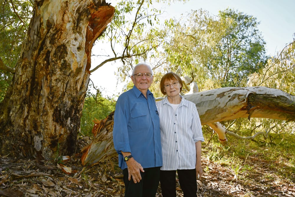 Fallen branch at Angaston prompts timely reminder post image