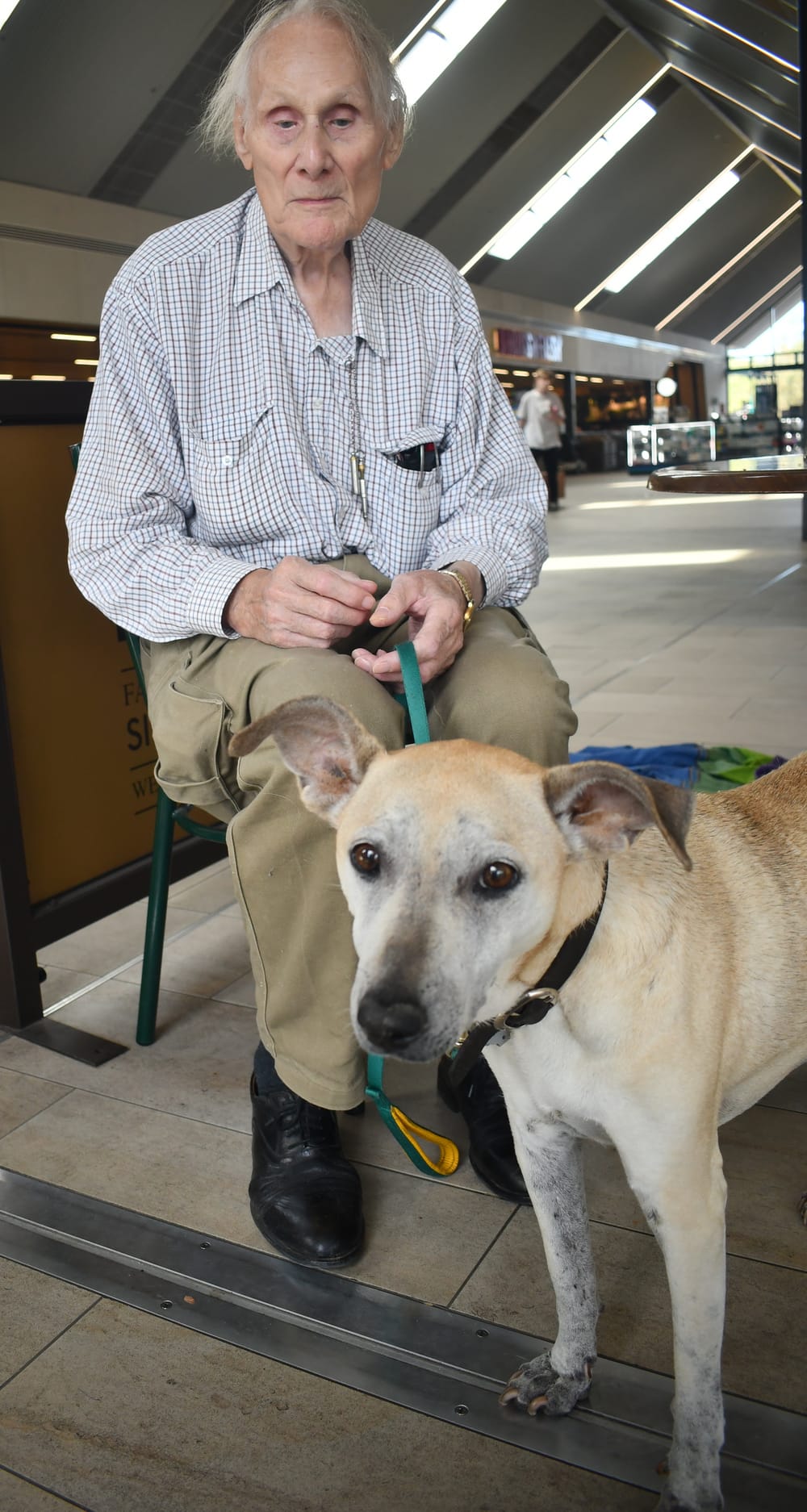 Kitties and canines flying high post image