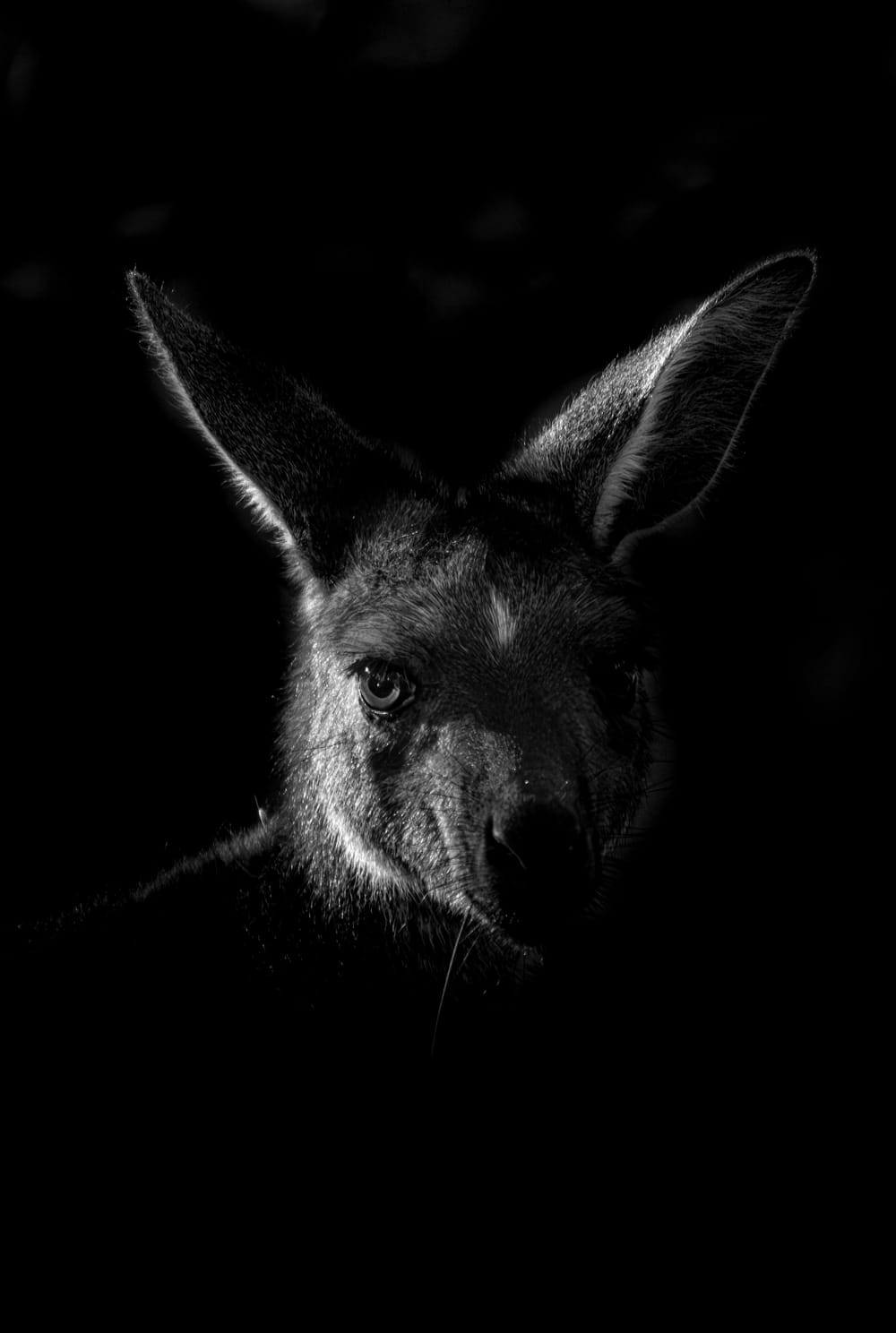 Liam’s monochrome marsupial gains national attention post image
