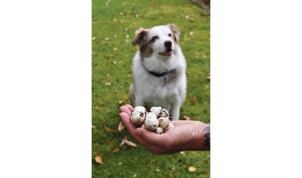 Don’t forage for mushrooms post image