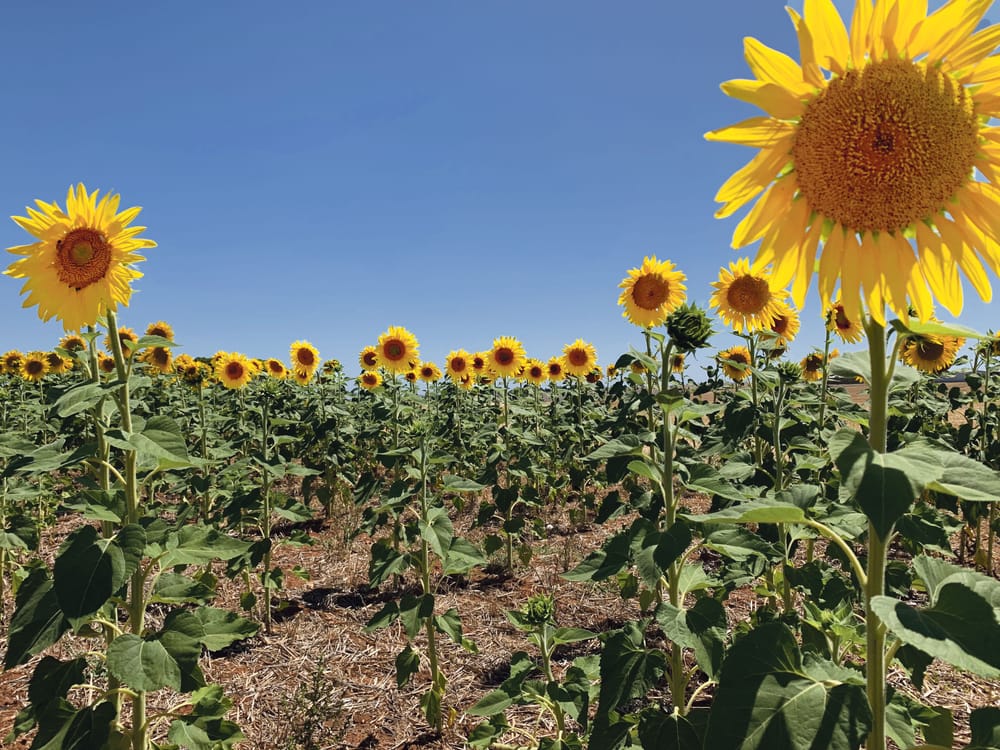 Freeling fundraiser a blooming success post image