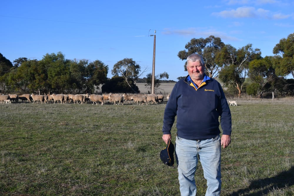 Do ewe know where the sheep are? post image