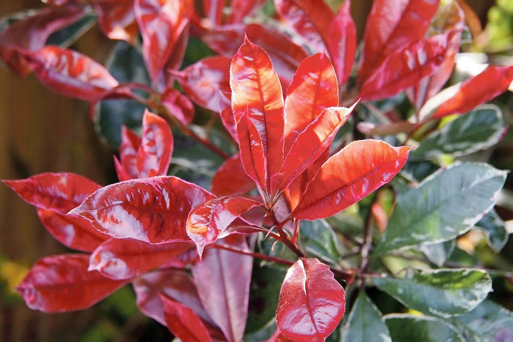 May in the garden post image