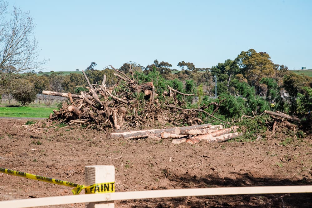 Pine trees removed at St John's Cemetery post image