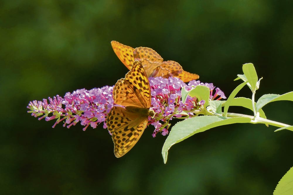 January in the garden… post image