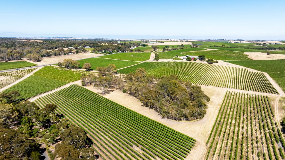 Seppeltsfield snaps up another large Barossa Valley vineyard post image