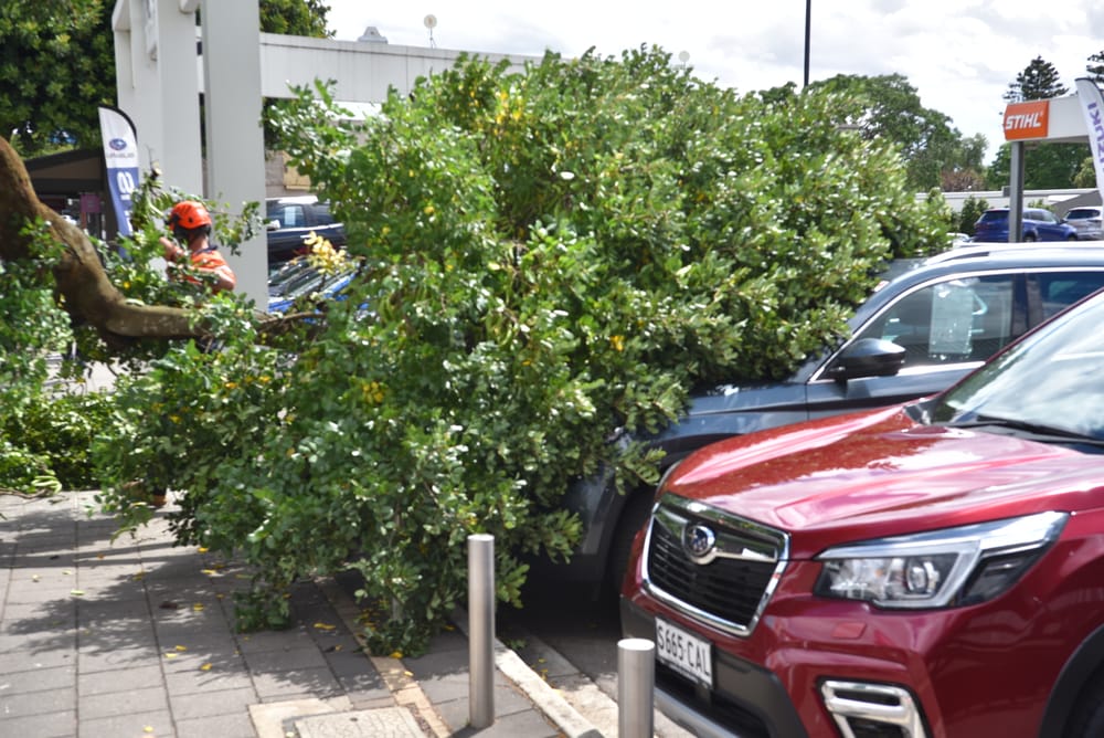 Trees take out cars at Tanunda post image