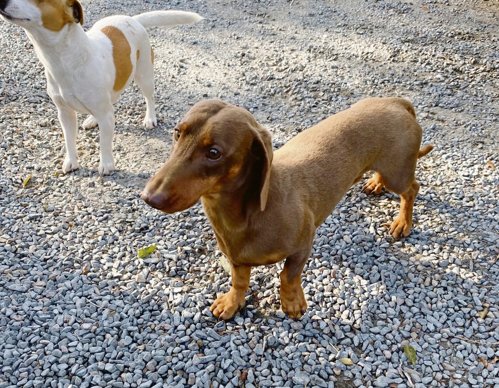 Dog’s sure clocked some "Milo"s: Beloved dachshund found after more than five months on the run post image