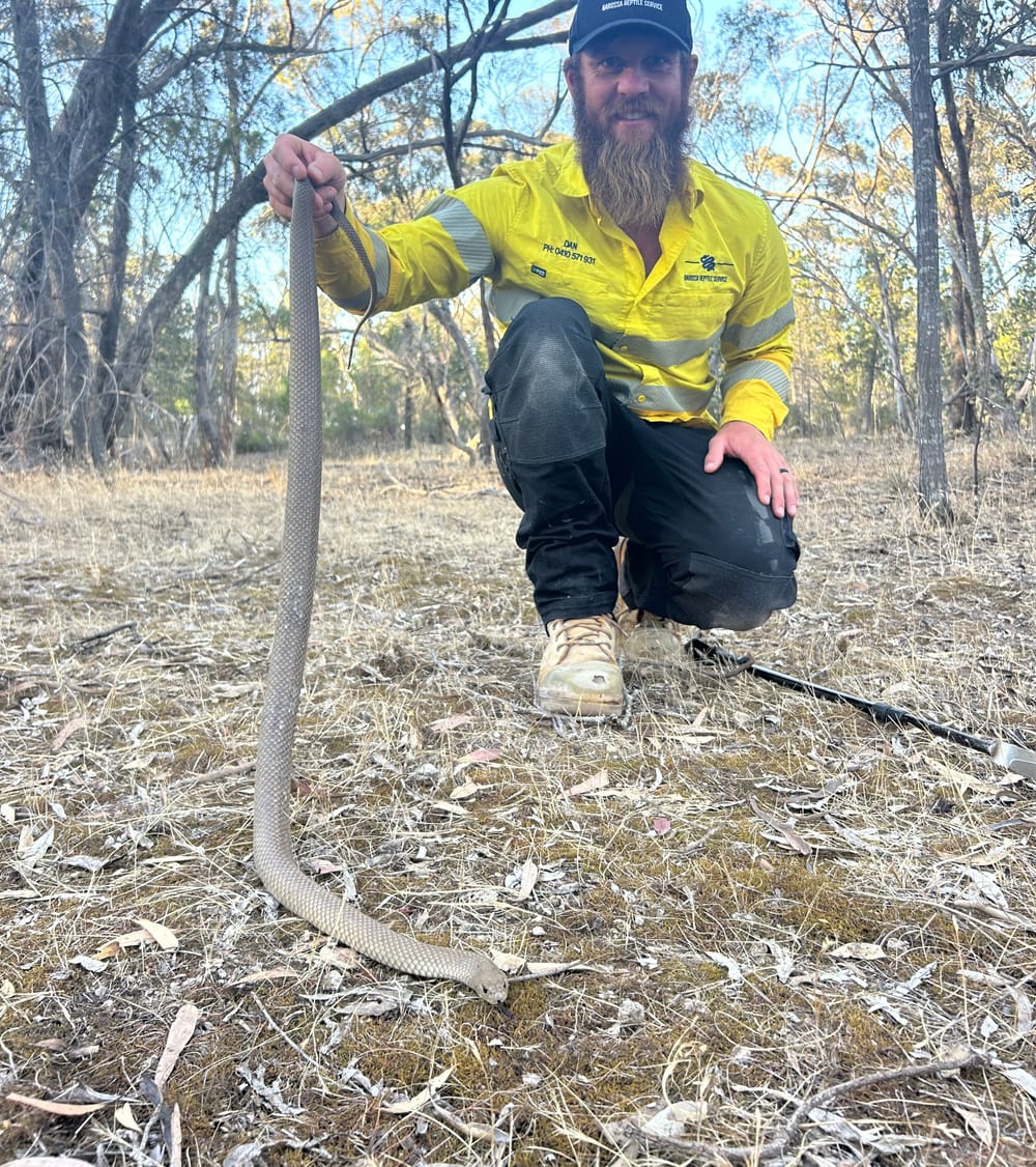 Safety warning as snake season sneaks closer post image