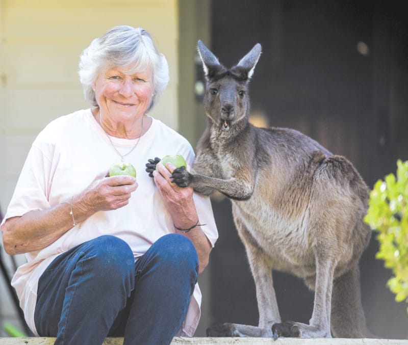 Running out of Kanga-room post image