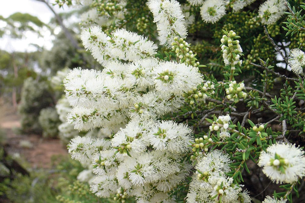 Trees For Life Tree Scheme orders now open post image