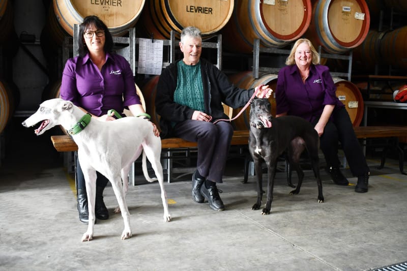 Greyhounds are Hurley women’s best friend post image