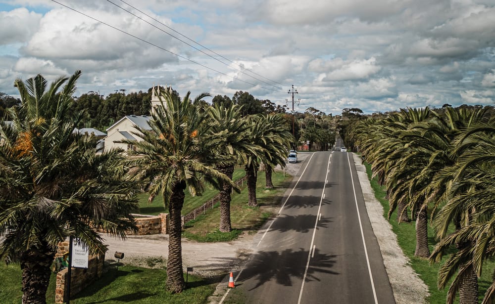 Palms preservation post image