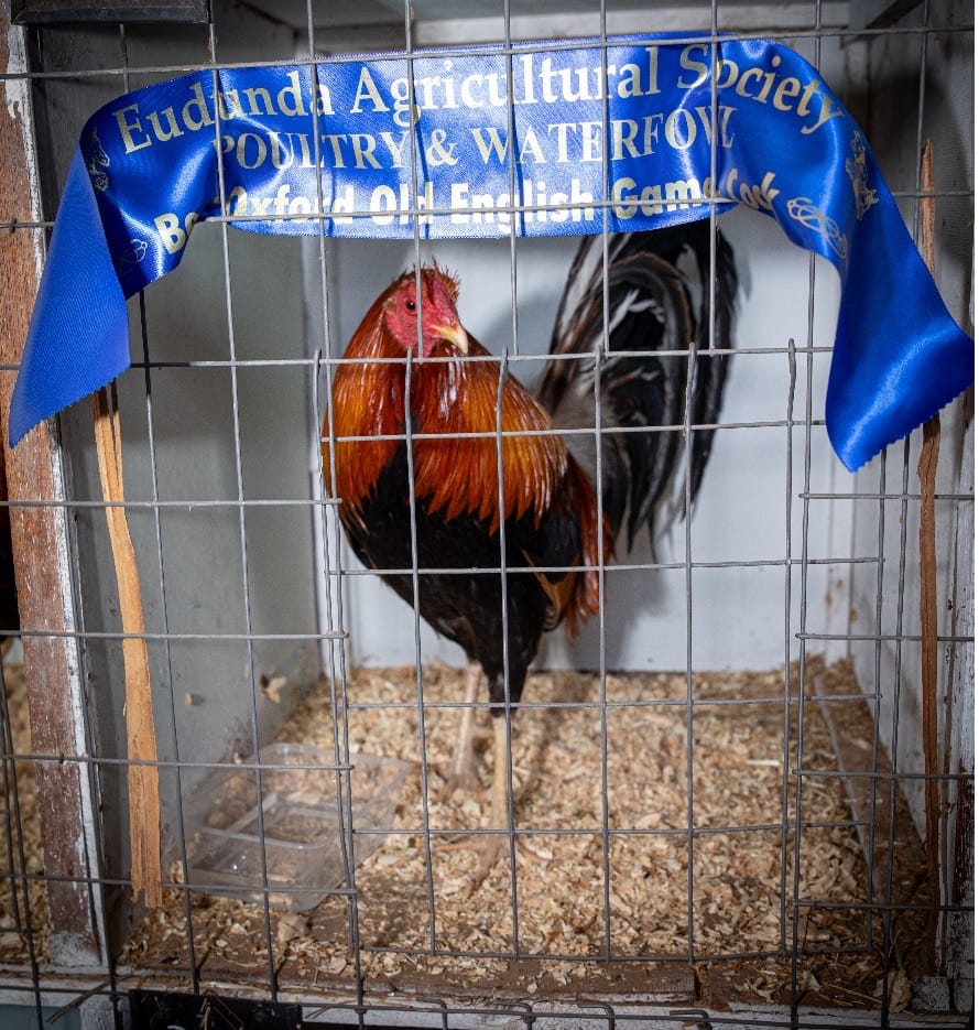 Eudunda Show has something to crow about post image