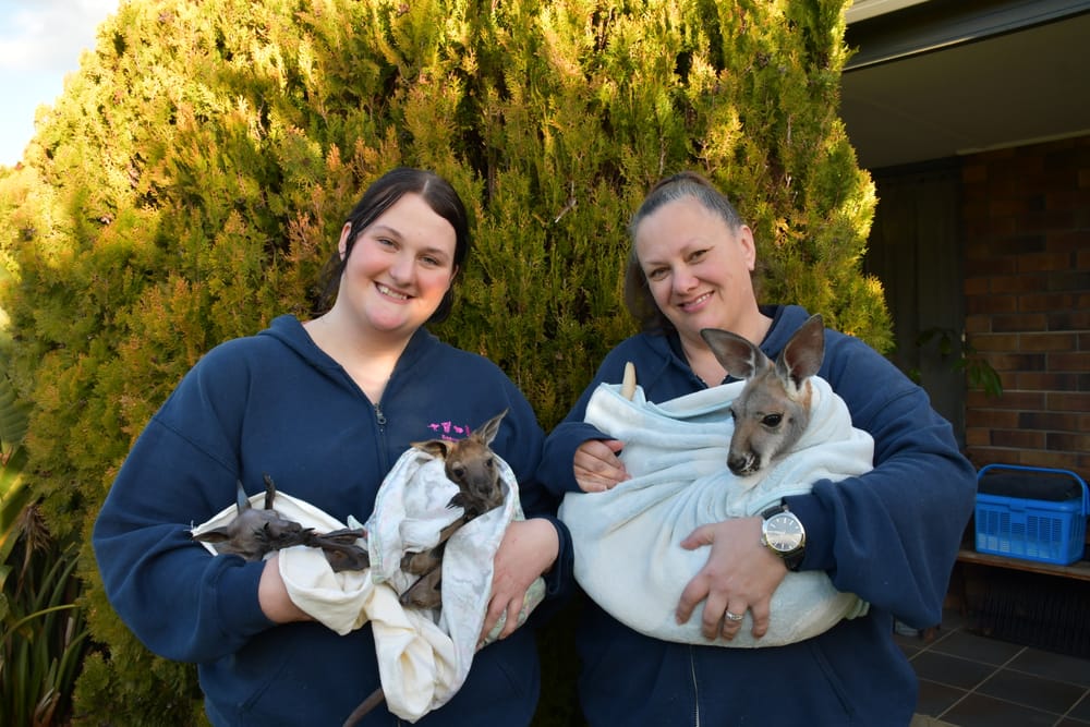 Jumping for joy - Nuriootpa's sanctuary for Australian wildlife post image