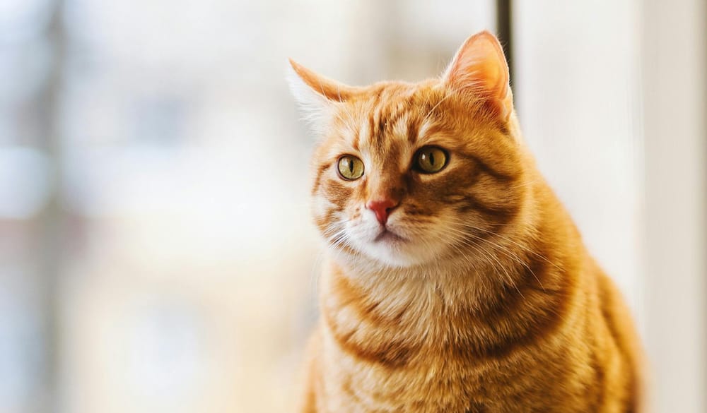 Council seeks feedback on dogs and cats post image