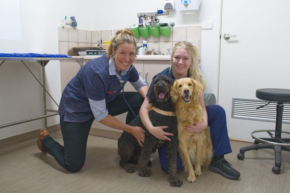 Healthy pets from nose to tail post image