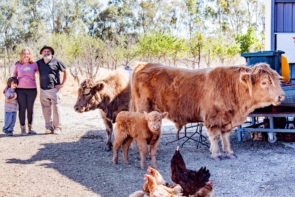 Till the cow came home post image