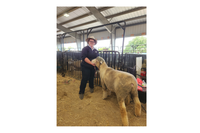 Mount Pleasant local to represent South Australia in national shows' competition post image