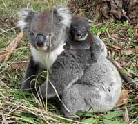 Community called on to help count koalas post image
