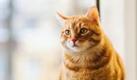 Council seeks feedback on dogs and cats post image