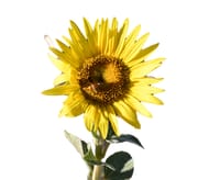 Small but still sunny - for an important cause post image