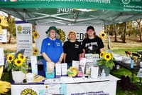 A ray of sunflowers post image