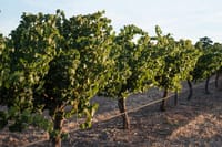 Vintage vigilance post image