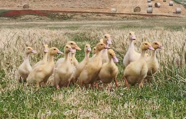 Farmer in Focus: Koonunga Valley Produce post image