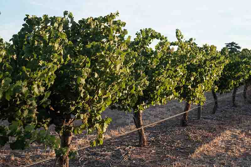 Barossa growers assess vines as vintage goes into full swing post image