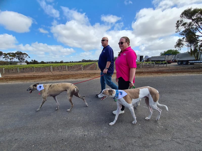 Global Greyhound walk post image