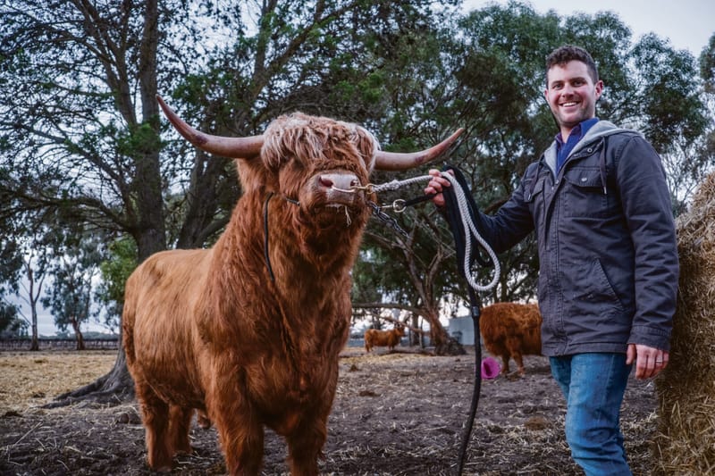 ‘Larry’ the Barossa Bull wins Highland National Show post image
