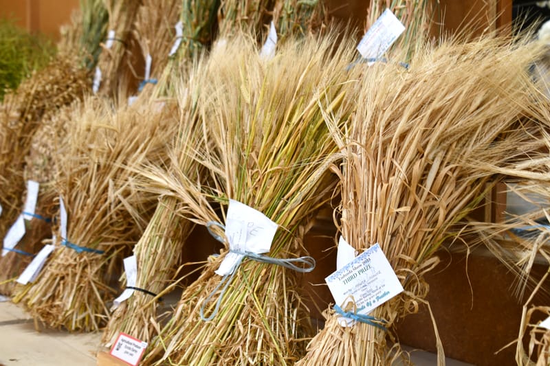 2024 Eudunda Show Results post image