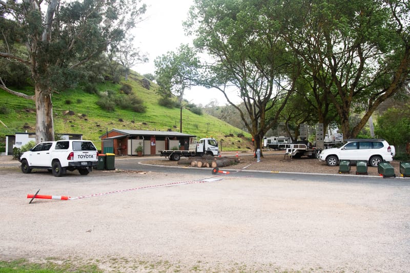 Williamstown Caravan Park pine tree removal post image