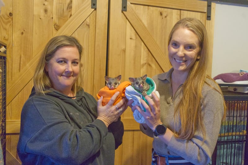 Don't wing wildlife rescues post image