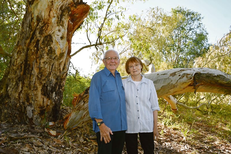 Fallen branch at Angaston prompts timely reminder post image