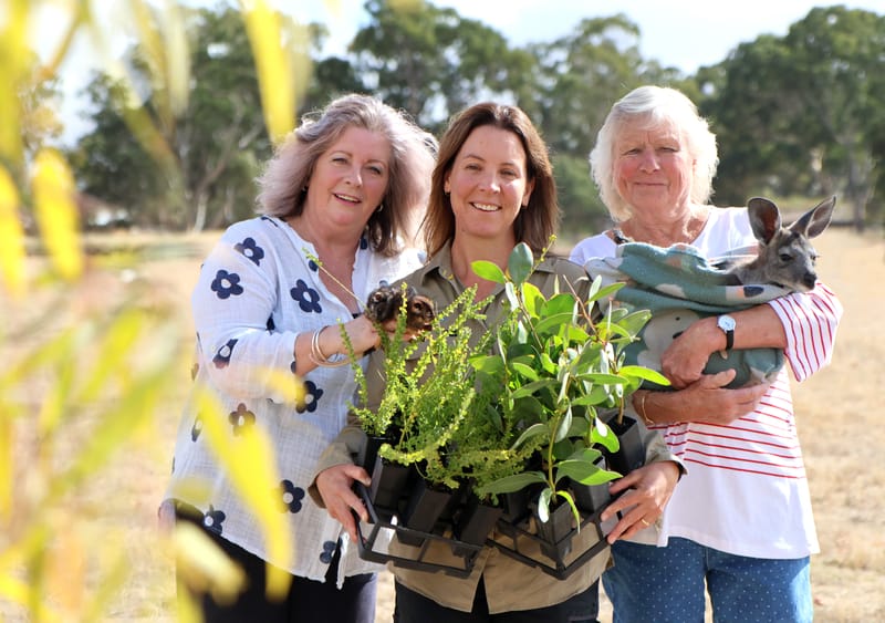 Koalas, green thumbs and free native plants post image