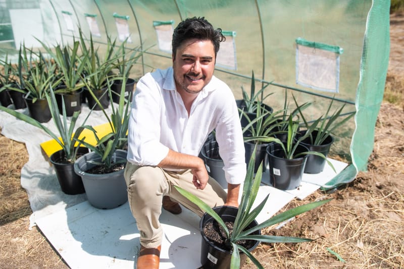 Vines, Wines and Tequila? post image