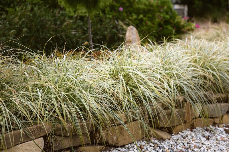 May in the Garden post image