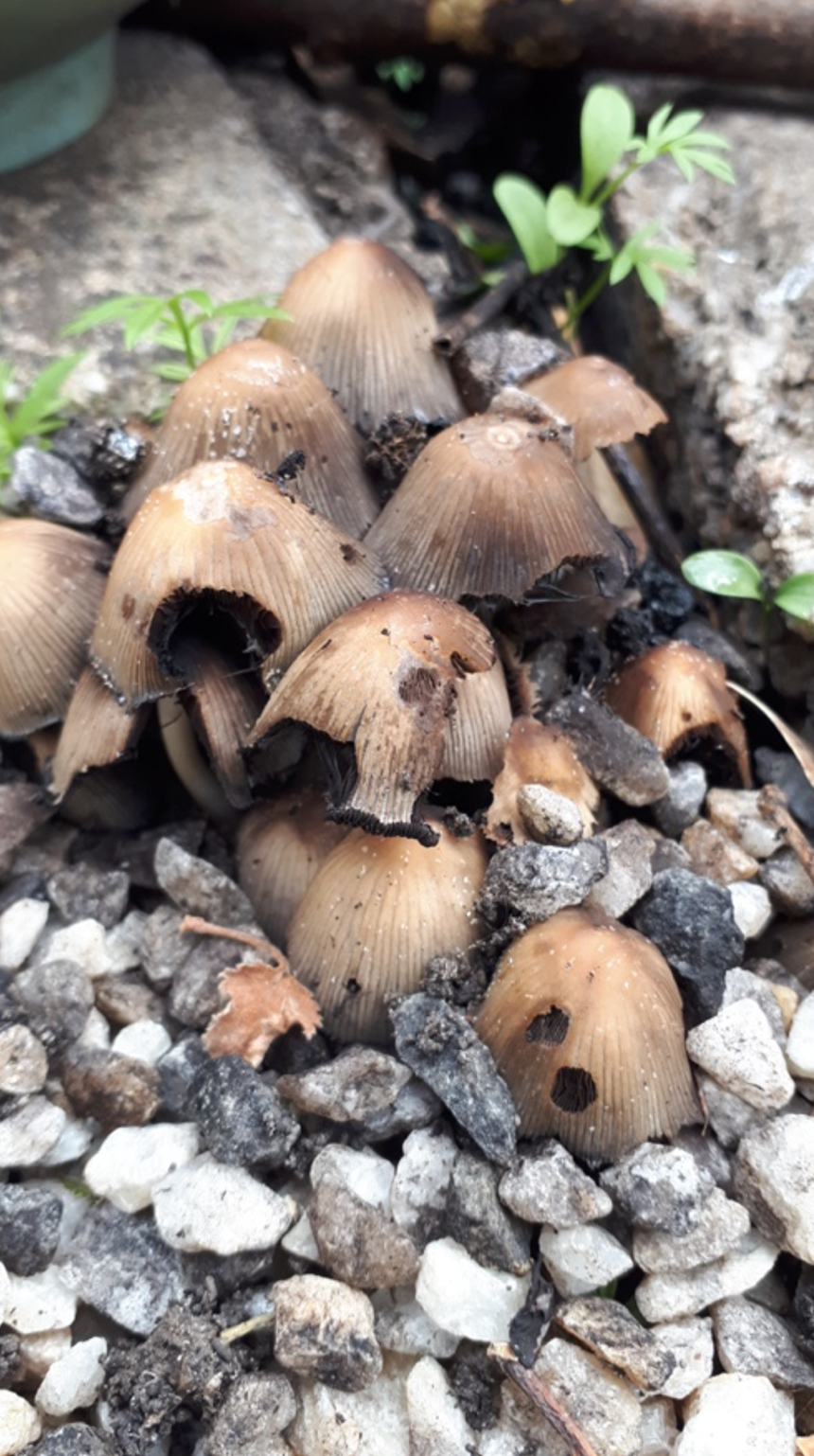 Not worth the risk, wild fungi in the spotlight post image