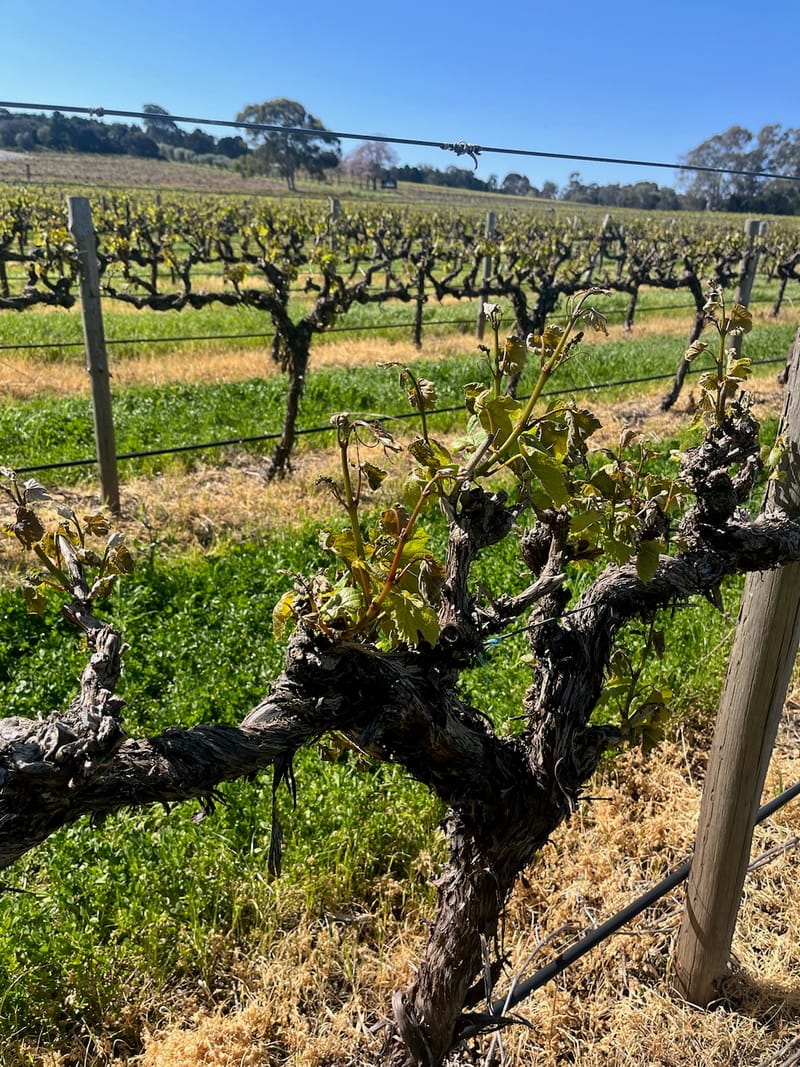 Secondary budburst creates cautious optimism for Barossa growers post image
