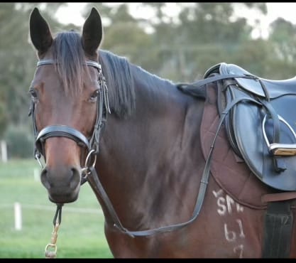Theft forces horseriders out of the saddle post image