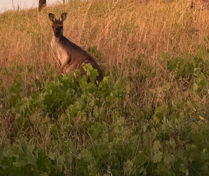 Williamstown named by RAA as one of the worst places for Kangaroo collisions in SA post image